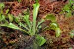 Venus Fly Trap, (Dionaea muscipula), OFCD01_006