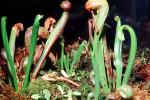 Cobra Plant, (Darlingtonia californica), Ericales, Sarraceniaceae, OFCV01P03_01