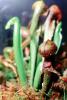 Darlingtonia californica, Cobra Plant, Ericales, Sarraceniaceae, OFCV01P03_03