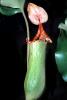 Pitcher Plant (Nepenthes truncata), Nepenthaceae, Pitcher Plant, OFCV01P03_08