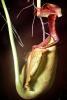 Light Green Pitcher Plant, (Nepenthes rafflesiana), Caryophyllales, Nepenthaceae, Pitcher Plant, OFCV01P03_11