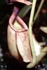 Light Green Pitcher Plant, (Nepenthes rafflesiana), Caryophyllales, Nepenthaceae, Pitcher Plant, OFCV01P03_13