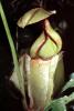 Light Green Pitcher Plant, (Nepenthes rafflesiana), Caryophyllales, Nepenthaceae, Pitcher Plant, OFCV01P03_15