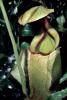 Light Green Pitcher Plant, (Nepenthes rafflesiana), Caryophyllales, Nepenthaceae, Pitcher Plant, OFCV01P03_16