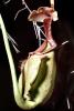 Light Green Pitcher Plant, (Nepenthes rafflesiana), Caryophyllales, Nepenthaceae, Pitcher Plant, OFCV01P03_17