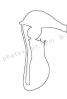 line drawing, Winged Pitcher Plant outline, (Nepenthes alata), Nepenthaceae, Philippines, Pitcher Plant, shape, OFCV01P04_08O