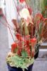 Venezuelan Sun-pitcher plant, (Heliamphora minor x heterodoxa), OFCV01P05_07
