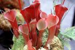 Venezuelan Sun-pitcher plant, (Heliamphora minor x heterodoxa), OFCV01P05_09