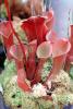 Venezuelan Sun-pitcher plant, (Heliamphora minor x heterodoxa), OFCV01P05_10