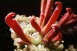 (Heliamphora neblinae) - marsh pitcher plant