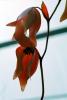 (Heliamphora nutans) - marsh pitcher plant, OFCV01P06_06