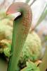 Hooded pitcher plant, (Sarracenia minor)