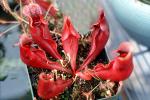 (Sarracenia purpurea), Knob, Tower, OFCV01P07_01