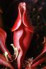 (Sarracenia purpurea), Knob, Tower, OFCV01P07_04