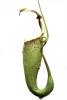 (Nepenthes khasiana), Pitcher Plant, Nepenthaceae, photo-object, object, cut-out, cutout, OFCV01P07_05F