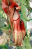 (Nepenthes x nora), Pitcher Plant, Nepenthaceae, OFCV01P07_18