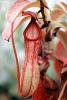 (Nepenthes x nora), Pitcher Plant, Nepenthaceae, OFCV01P07_19