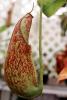 (Nepenthes dyeriana), Pitcher Plant, Nepenthaceae, OFCV01P08_04