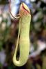 (Nepenthes khasiana), Pitcher Plant, Nepenthaceae, OFCV01P08_10