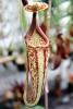 (Nepenthes Peter D'Amato), Pitcher Plant, Nepenthaceae, OFCV01P08_14