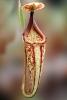 (Nepenthes Peter D'Amato), Nepenthaceae, Pitcher Plant