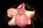 (Pinguicula moranensis), flower, OFCV01P09_12