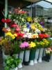 Flower Stand, neon sign