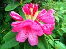 Rhododendron, OFFD01_016