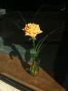 Rose in a Vase, OFFD01_019
