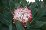 Protea Flower, Proteales, Proteaceae, Proteoideae, OFFD01_206