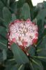 Protea Flower, Proteales, Proteaceae, Proteoideae, OFFD01_207