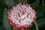 Protea Flower, Proteales, Proteaceae, Proteoideae, OFFD01_208