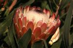 Protea Flower, Proteales, Proteaceae, Proteoideae, OFFD01_214