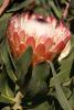 Protea Flower, Proteales, Proteaceae, Proteoideae, OFFD01_215