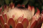 Protea Flower, Proteales, Proteaceae, Proteoideae, OFFD01_216
