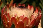 Protea Flower, Proteales, Proteaceae, Proteoideae, OFFD01_217