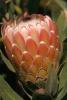 Protea Flower, Proteales, Proteaceae, Proteoideae, OFFD01_218