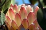 Protea Flower, Proteales, Proteaceae, Proteoideae, OFFD01_219