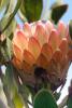 Protea Flower, Proteales, Proteaceae, Proteoideae, OFFD01_220