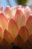 Protea Flower, Proteales, Proteaceae, Proteoideae, OFFD01_221