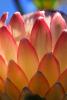 Protea Flower, Proteales, Proteaceae, Proteoideae, OFFD01_221B