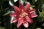 Red Passion Flower, OFFD01_232