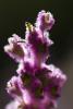 Wedgeleaf Goldenbush, (Ericameriaa cuneata), OFFD01_238