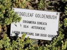 Wedgeleaf Goldenbush, (Ericameriaa cuneata), OFFD01_239