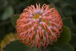 Protea Flower, Proteales, Proteaceae, Proteoideae, OFFD01_244