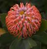 Protea Flower, Proteales, Proteaceae, Proteoideae, OFFD01_245