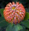 Protea Flower, Proteales, Proteaceae, Proteoideae, OFFD01_245B