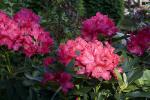 Rhododendron, OFFD01_250