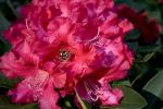 Rhododendron, OFFD01_251