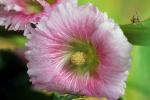 Hibiscus, OFFD01_282